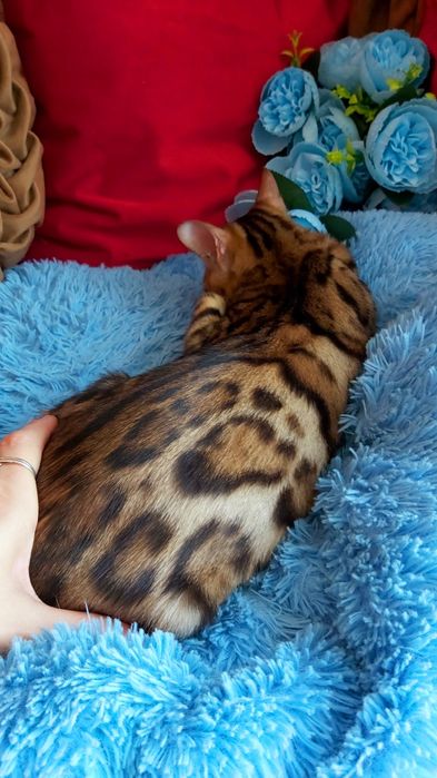 Яркие  БЕНГАЛЬСКИЕ котятки