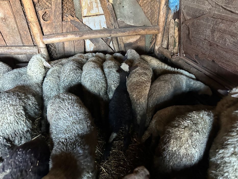 Агнета около 25 кг