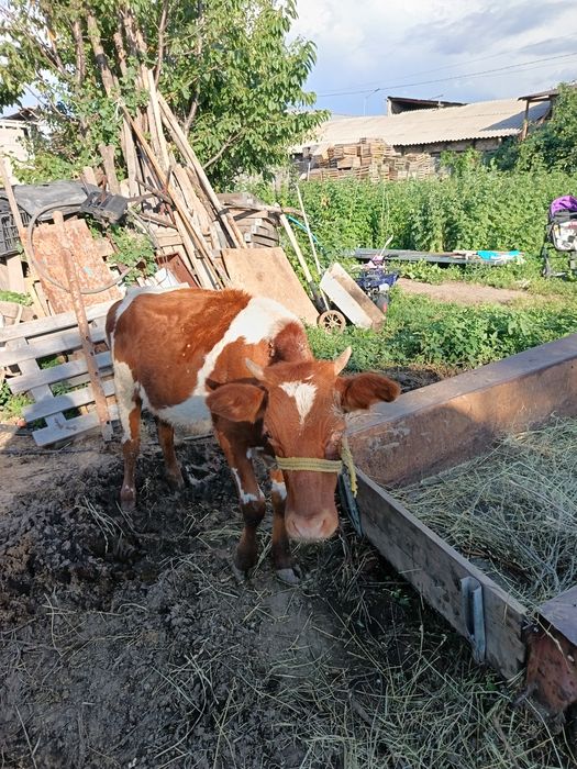 Продам телку возраст год