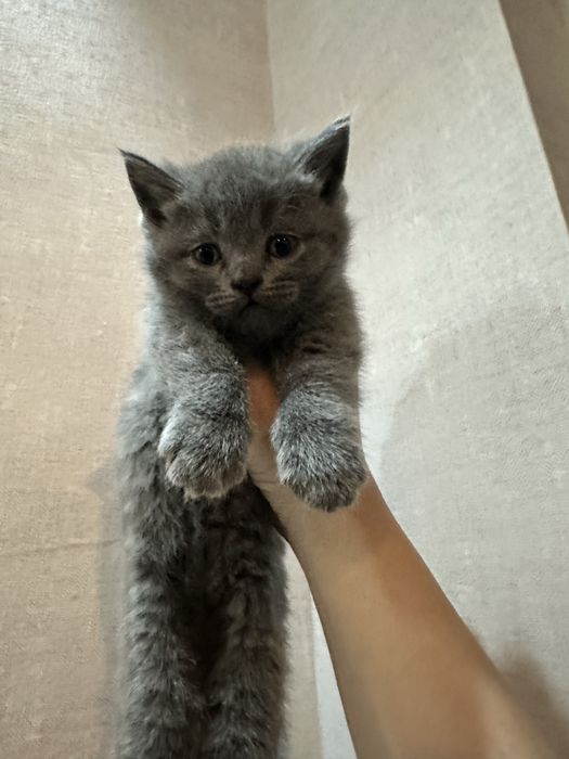 Скотиш фолд мушукчалар сотилади