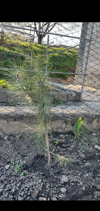 Продам  сосны. От 30 до 70 см