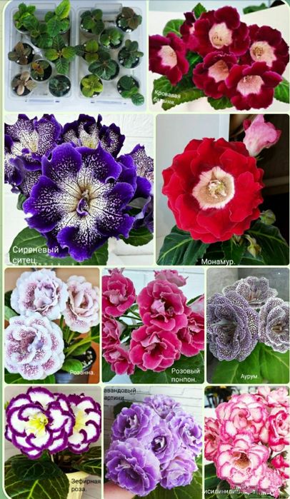 Детки глоксиний из клубешков.