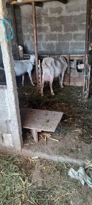 Capre de vânzare