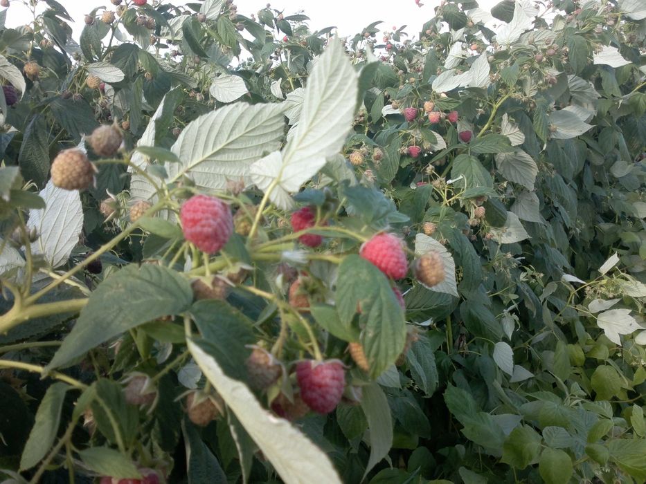 Продавам корени малини Херитидж на ЕДРО и други сортове на дребно.