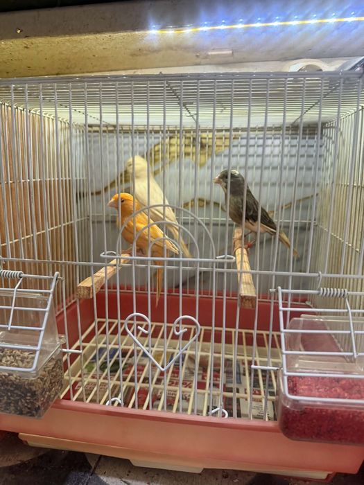 Canari de vînzare inelați la furie 2024 - 2025