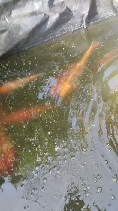 Карп коя в пруд или аквариум