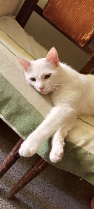 Продам взрослую красивую кошку. Смесь кхао-мани с британцом.