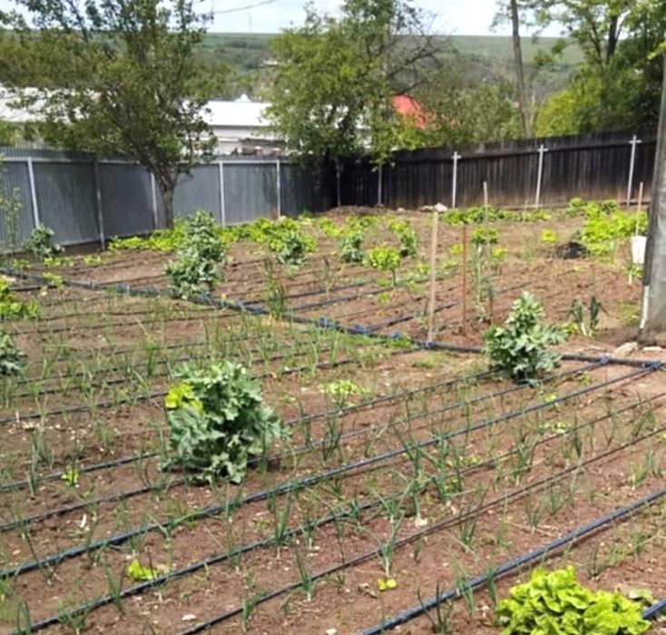 Casă cu grădină mare și vie, Odaia Manolache – toate utilitățile!