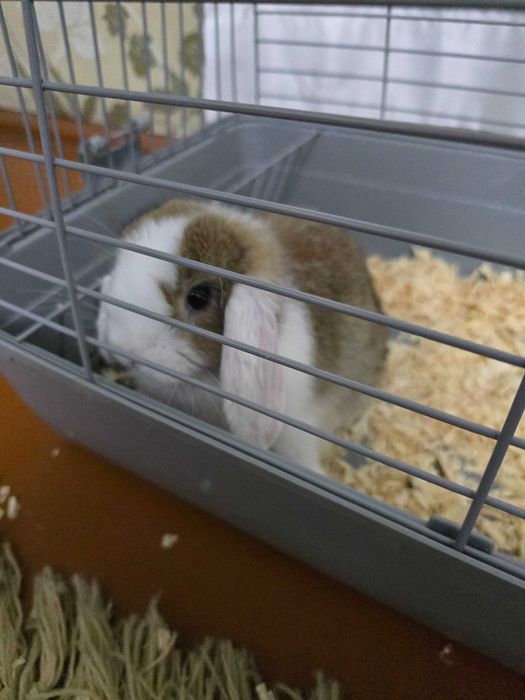 Кролик декоративная  Quyon karlik baran