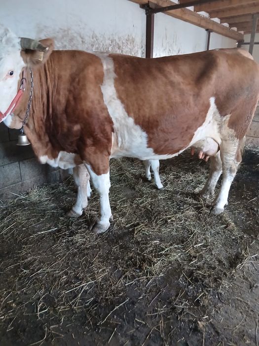 Vând vaca de 7 ani cu vițea , garantez 20 litri de lapte .