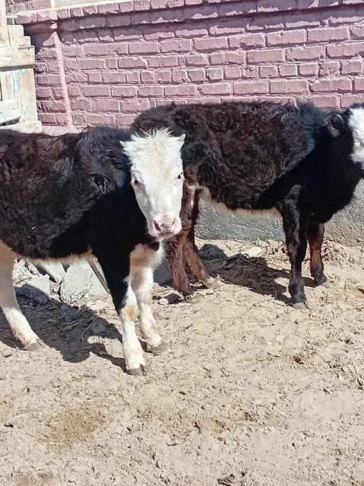 Баспақ сатылады!