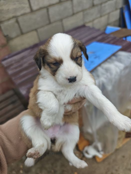 Кушік сатылады, продаются щенки