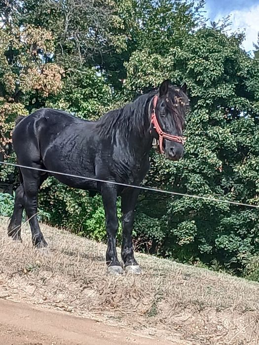 Armăsar de vânzare