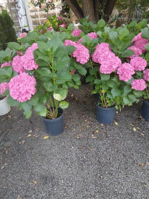 Hortensie Tufa De Gradina