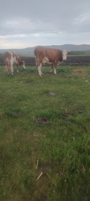 Vînd una din două junici