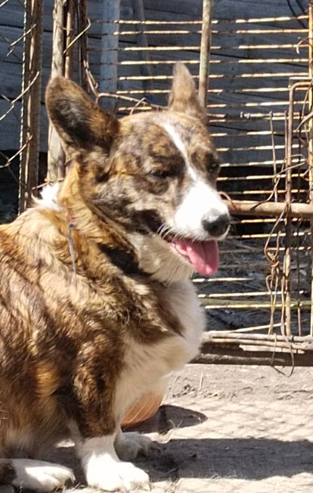 Щенки вельш корги кардиган