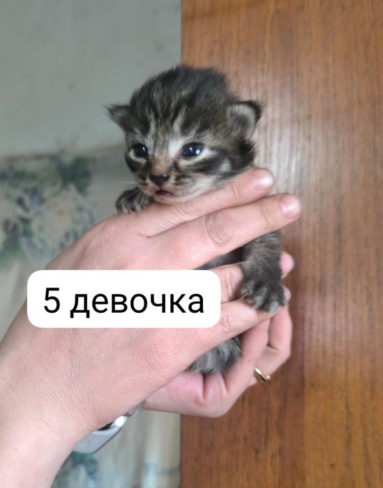 Отдам котят в хорошие руки