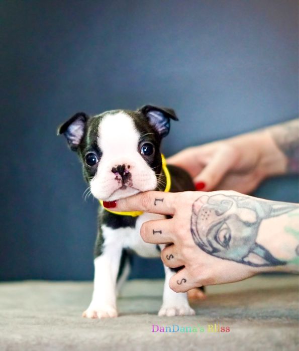 Baietel boston terrier cu pedigree