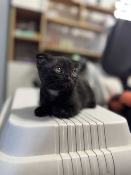 Отдам котят в хорошие руки
