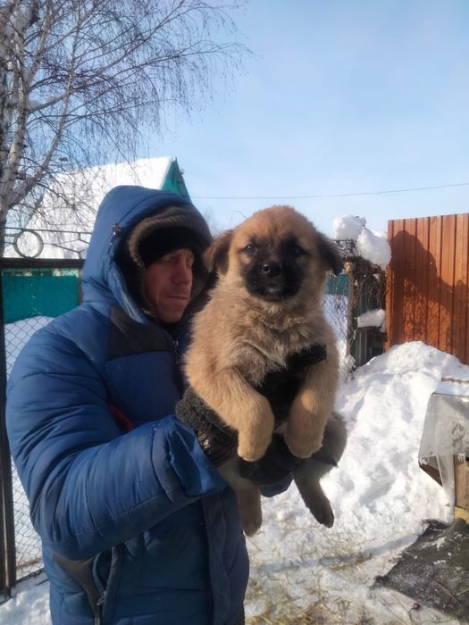 Отдам щенка в добрые руки