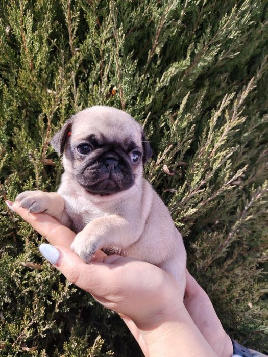 Щенки мопса ( родословные )