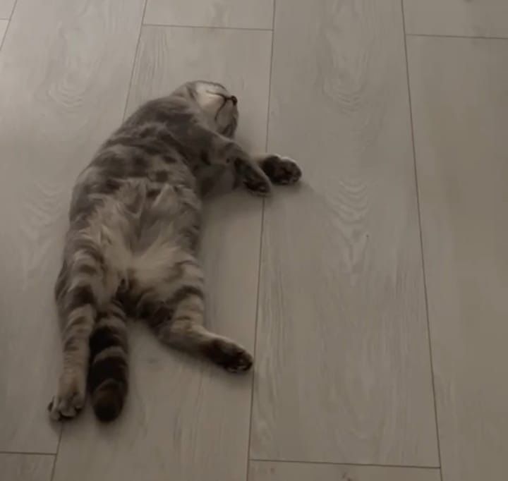 Кошка пародистая