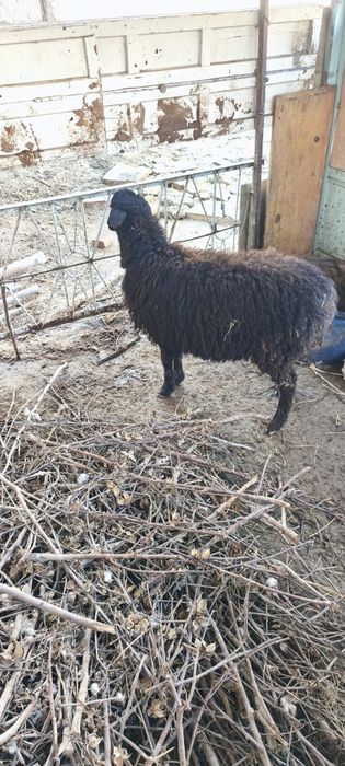 Кучкорча сотилади