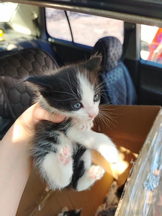 Отдам котят в добрые руки