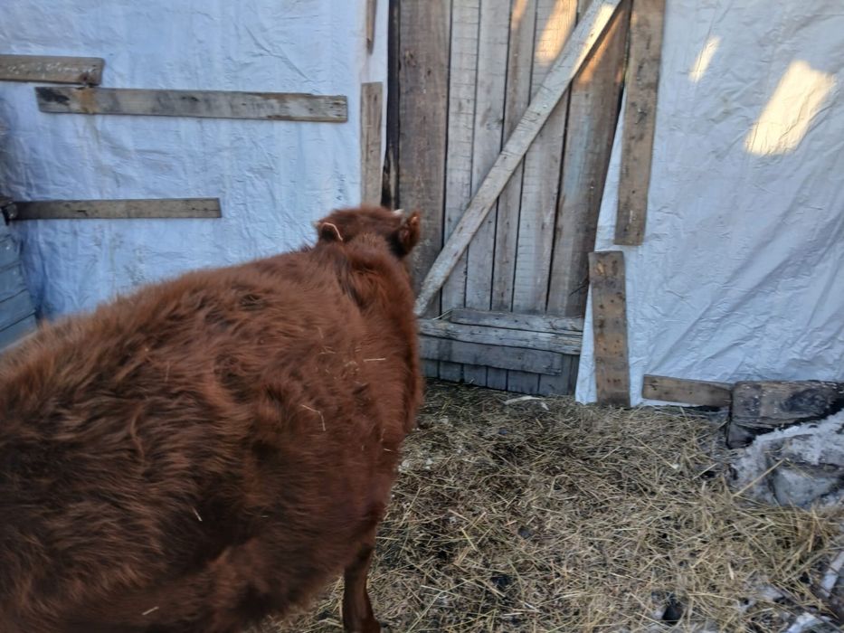 Бұзау ерекек бұқа