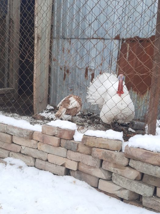 Индюки индуюшата