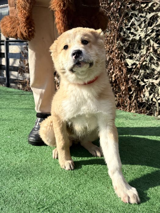 Алабай девочка (среднеазиатская овчарка)