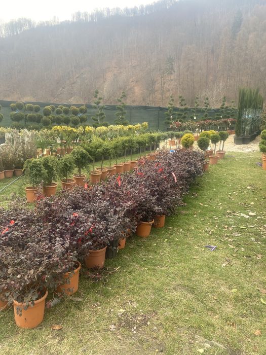 Pohotinia glob si plante