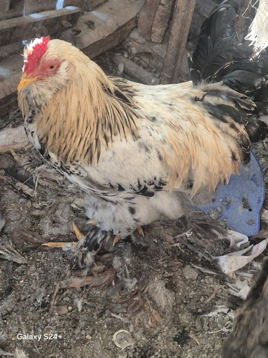 Cocoși din februarie 2025