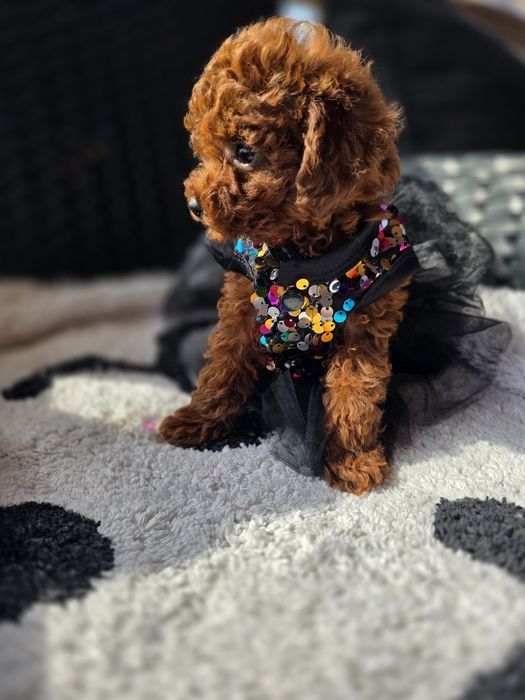 Запазени ! Пудел той момичета с документ за произход