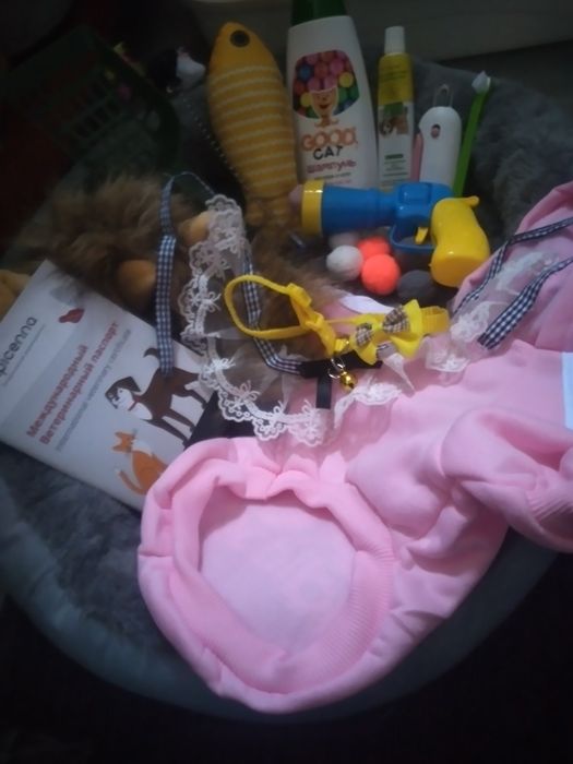 Кошка шотландский