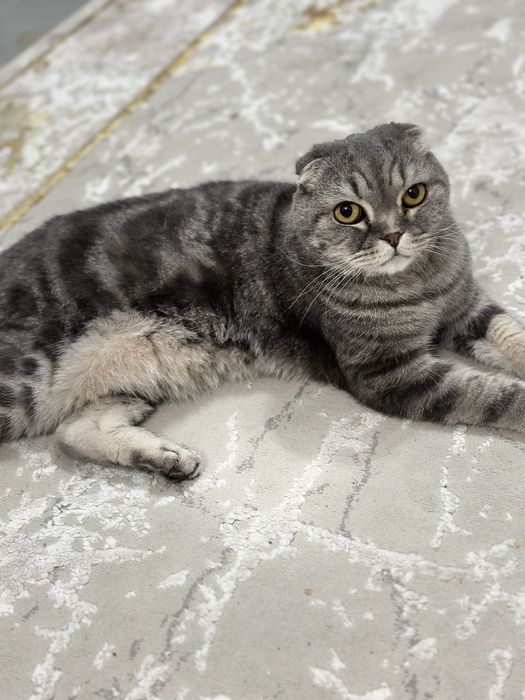 Кот вислуха 10 лет