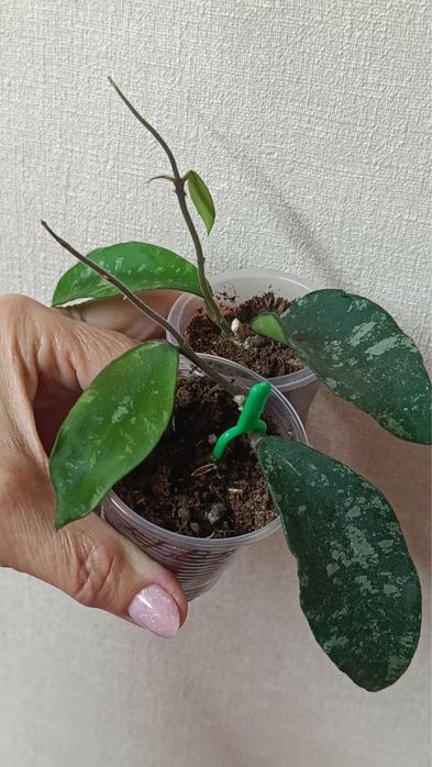 Крассипетиолата сплеш, Пхувуаенсис, Бордени