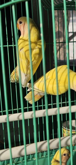 Попугаи неразлучники