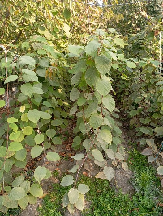 Киви кучатлари 1-2-3 йиллик