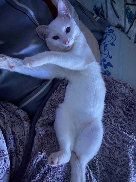 Отдаём кошку в хорошие руки