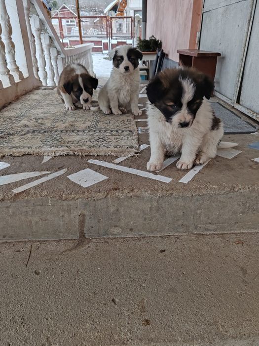 Catelusi de talie mare