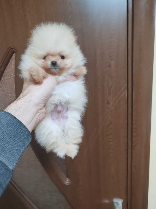 Померан    момче