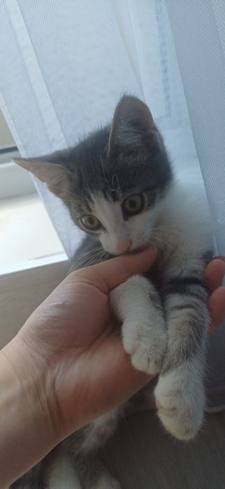 Отдам даром котенка, мальчик
