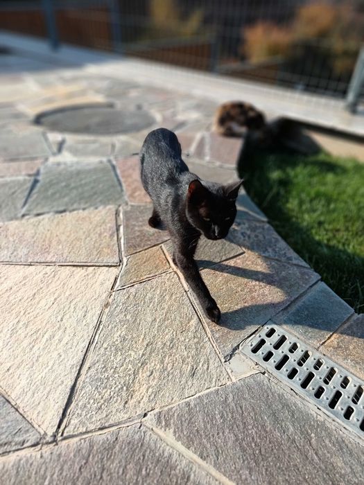 Отдам кошки котят бесплатно