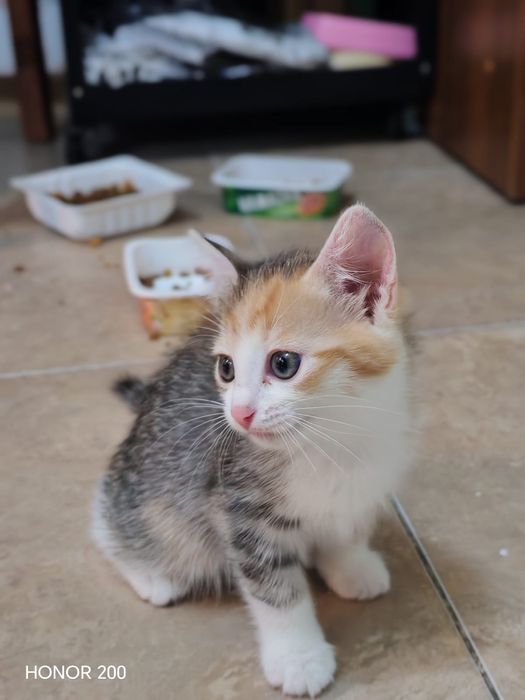 Отдам котёнка в добрые руки