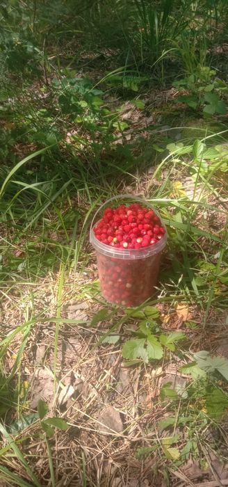 Продам землянику