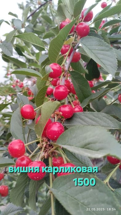 Вишня уличная крупная