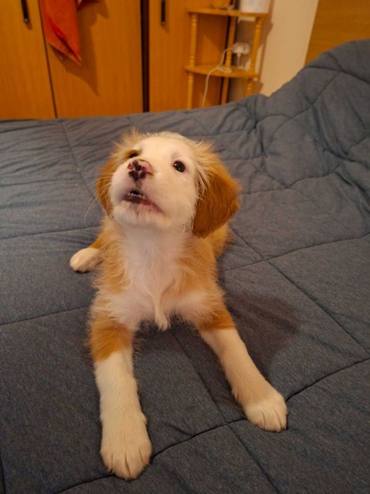 Подарявам прекрасно малко кученце