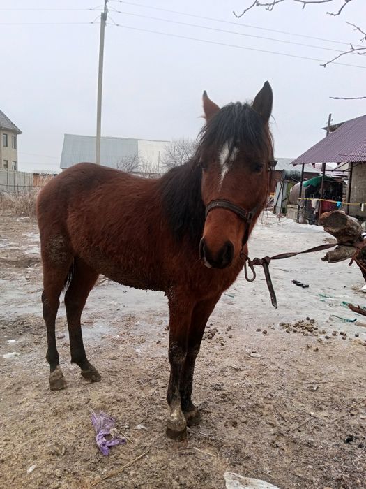 Продам жеребеца 3,5 года