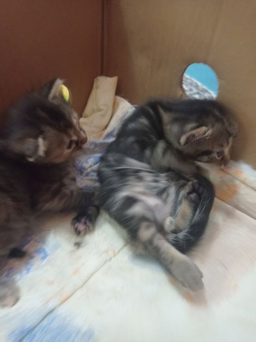 Прекрасни котенца